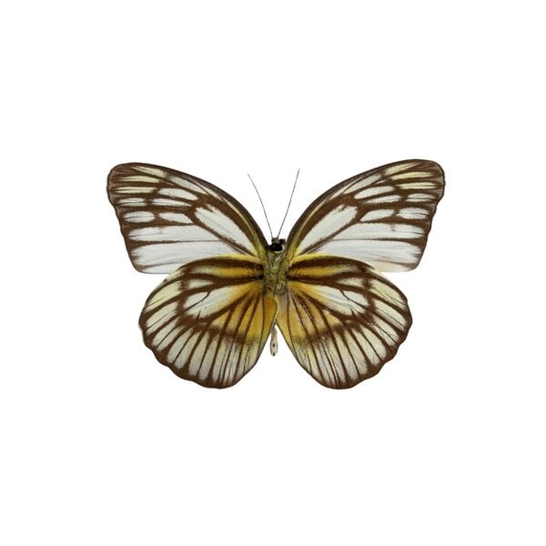 Cepora celebensis onderkant