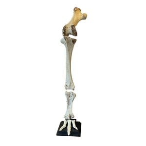 Leg of an elephant bird (Aepyornis maximus)