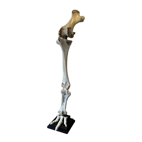 Leg of an elephant bird (Aepyornis maximus)