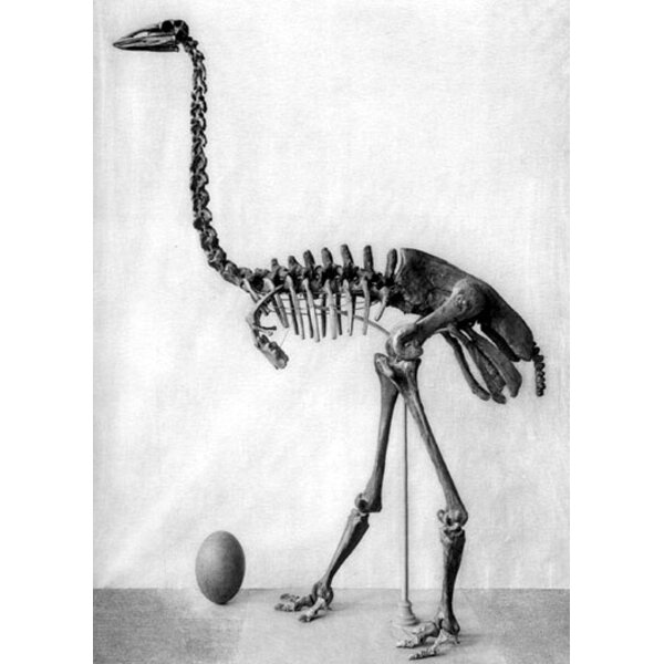 Leg of an elephant bird (Aepyornis maximus)