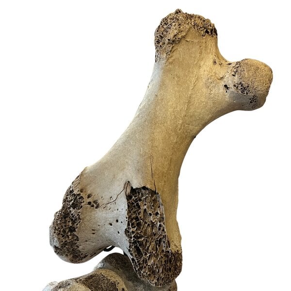 Bein eines Elefantenvogels (Aepyornis maximus)