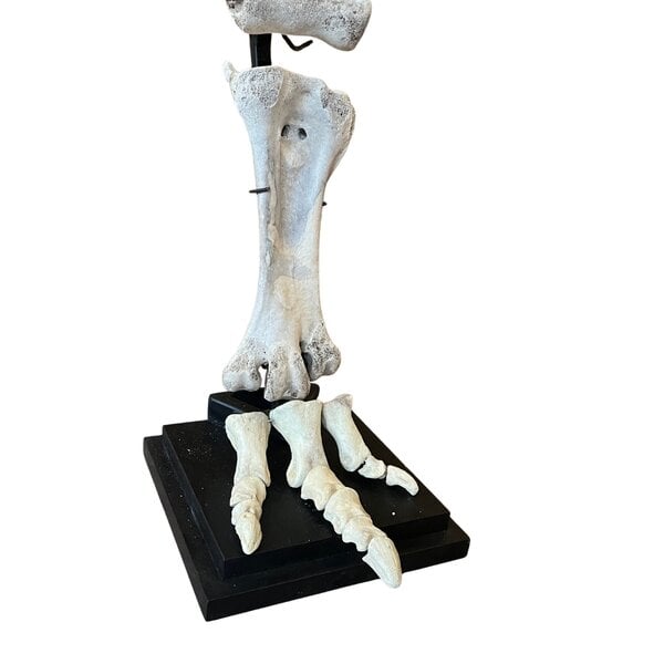 Bein eines Elefantenvogels (Aepyornis maximus)