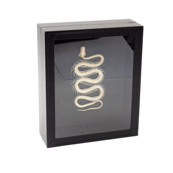 Klein slangenskelet in elegante box (15 x 18 cm)