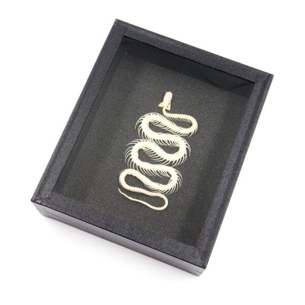 Klein slangenskelet in elegante box (15 x 18 cm)