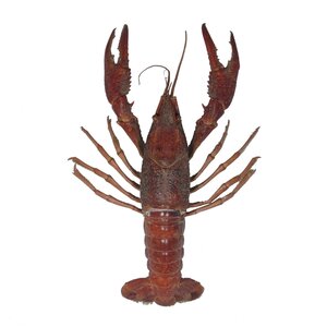 Mounted red swamp crayfish