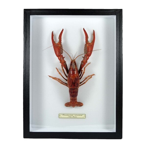 Mounted red swamp crayfish