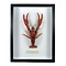 Mounted red swamp crayfish
