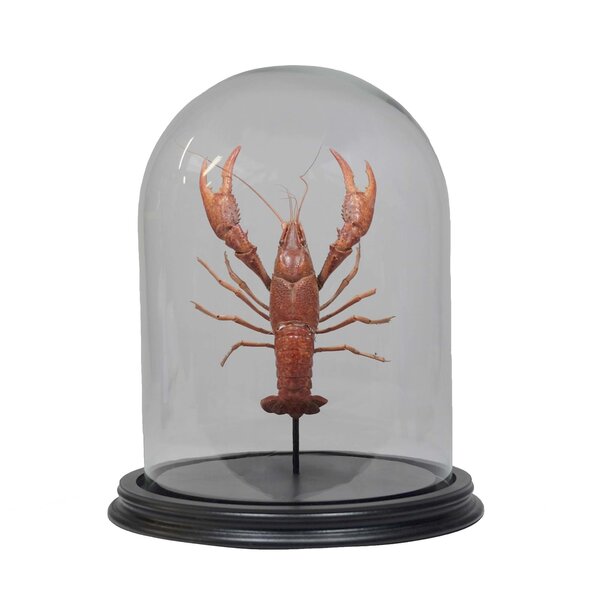 Mounted red swamp crayfish