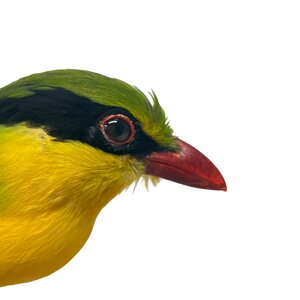 Mounted Indochinese green magpie