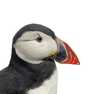 Mounted puffin
