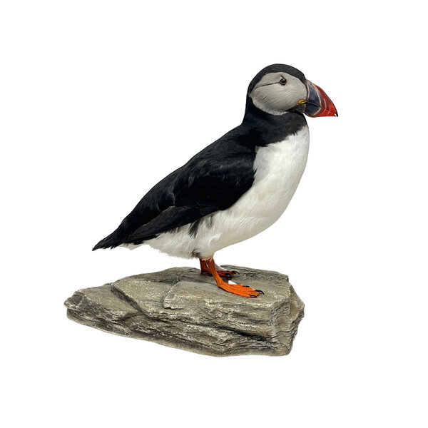 Mounted puffin