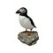 Mounted puffin