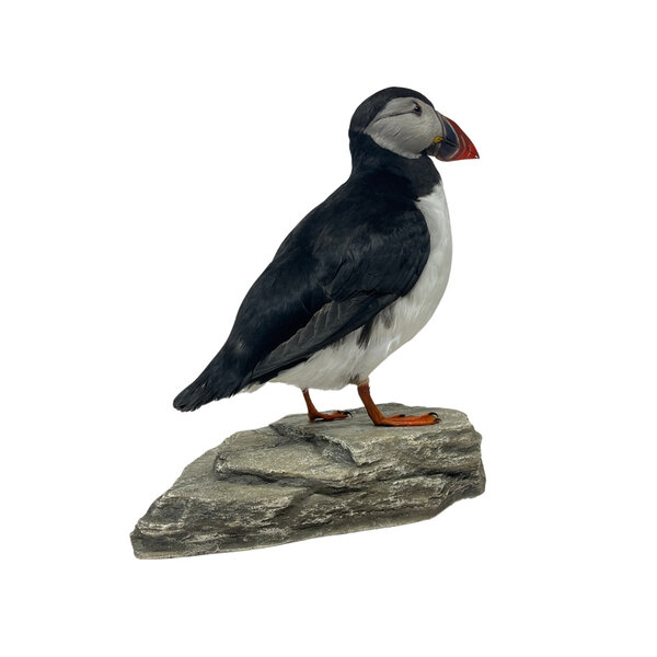 Mounted puffin