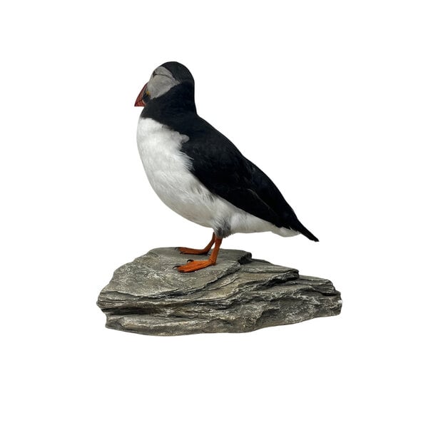 Opgezette papegaaiduiker