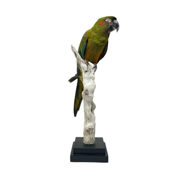 Mounted Red-fronted macaw