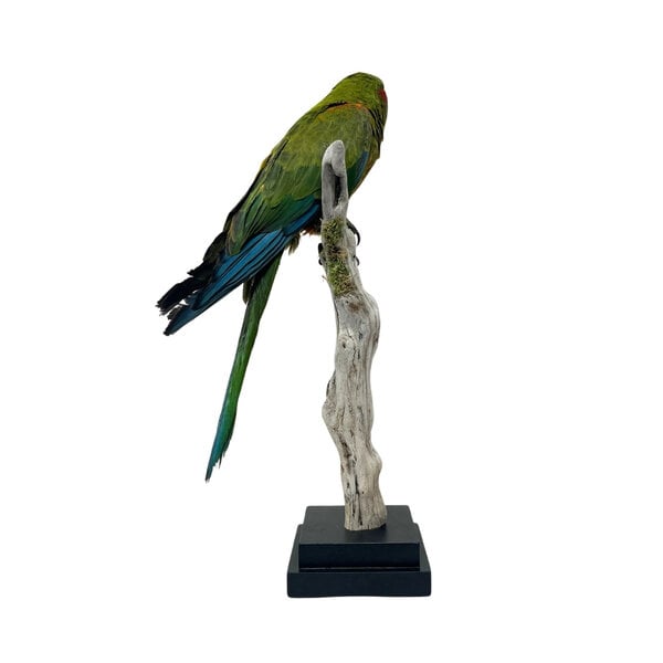 Mounted Red-fronted macaw