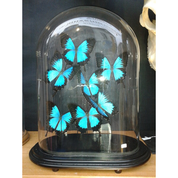 Papilio ulysses ulysses