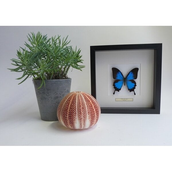 Papilio ulysses ulysses