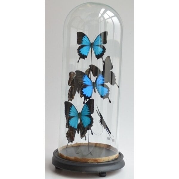 Papilio ulysses ulysses