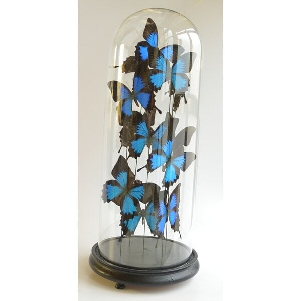 Papilio ulysses ulysses