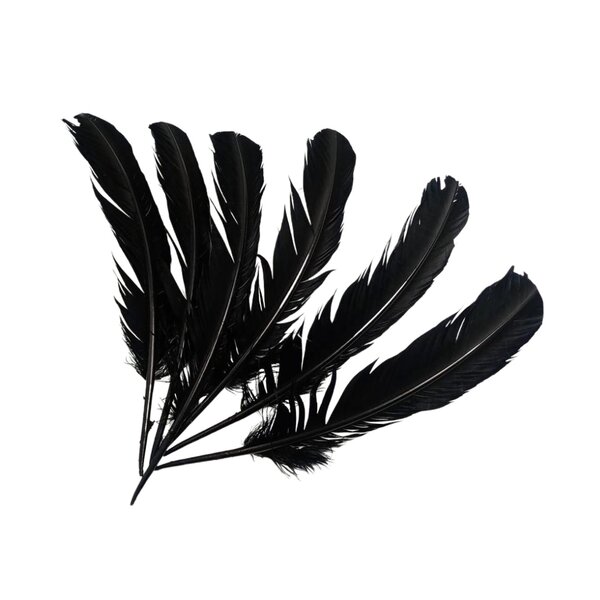 4000 pieces of black swan feathers