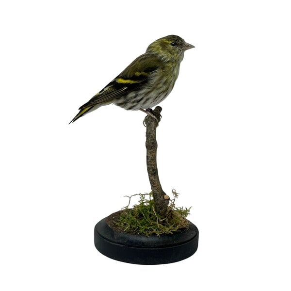 Mounted eurasian siskin