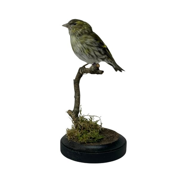 Mounted eurasian siskin