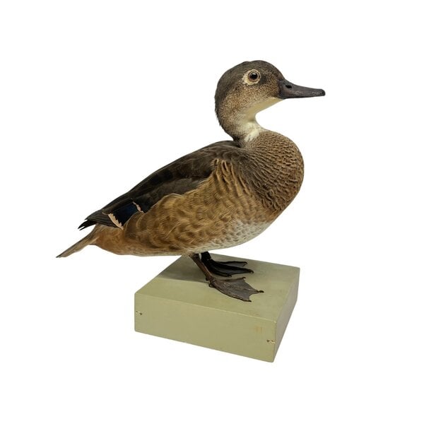Antique mounted Duck couple