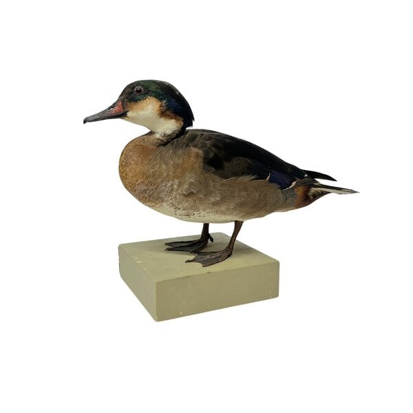 Antique mounted Duck couple
