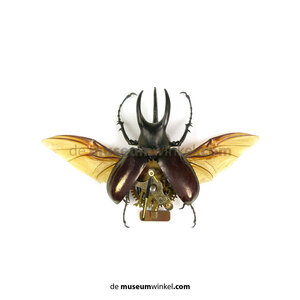 Chalcosoma caucasus - flying fantasy