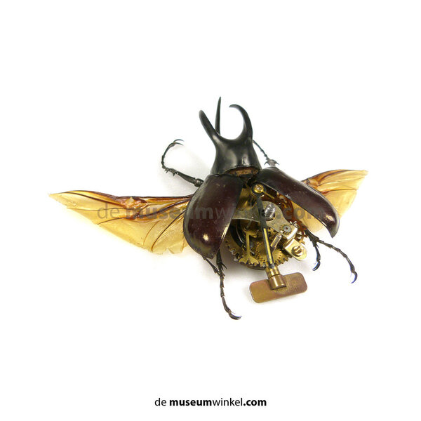 Chalcosoma caucasus - fliegend Fantasie