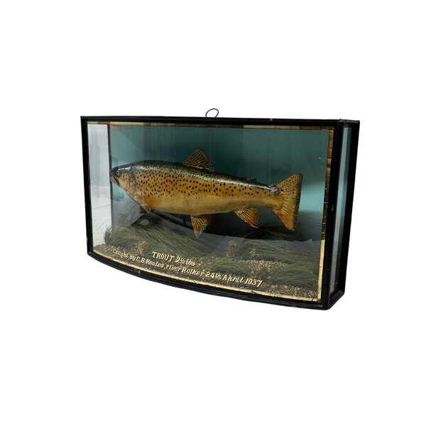 Präparierte Forelle