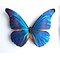 Morpho casica