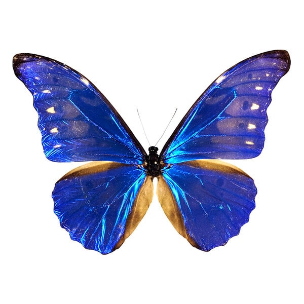 Morpho casica