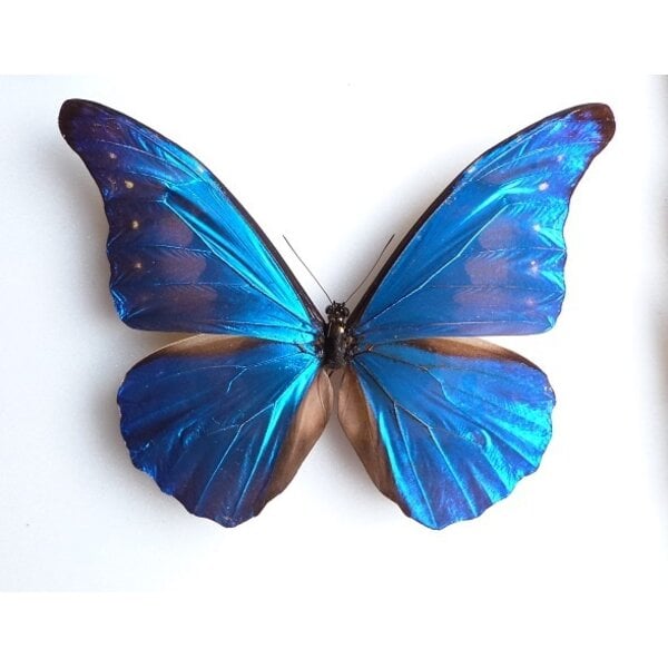 Morpho casica