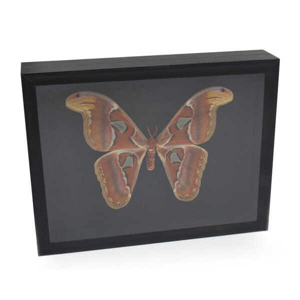 Attacus atlas in elegantem Insektendose