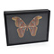 Attacus atlas in elegant insect box