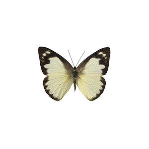 Appias albina (vrouw) - ongeprepareerd