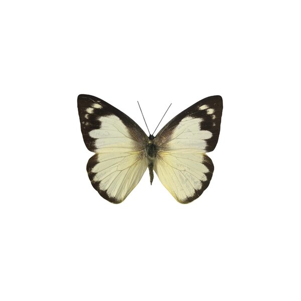 Appias albina (vrouw) - ongeprepareerd