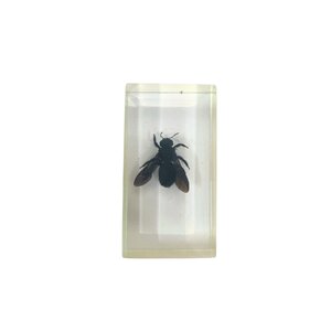 Bee in resin