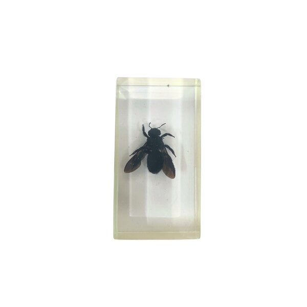 Bee in resin