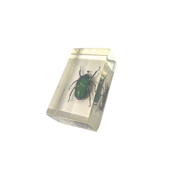 Green beetle in resin