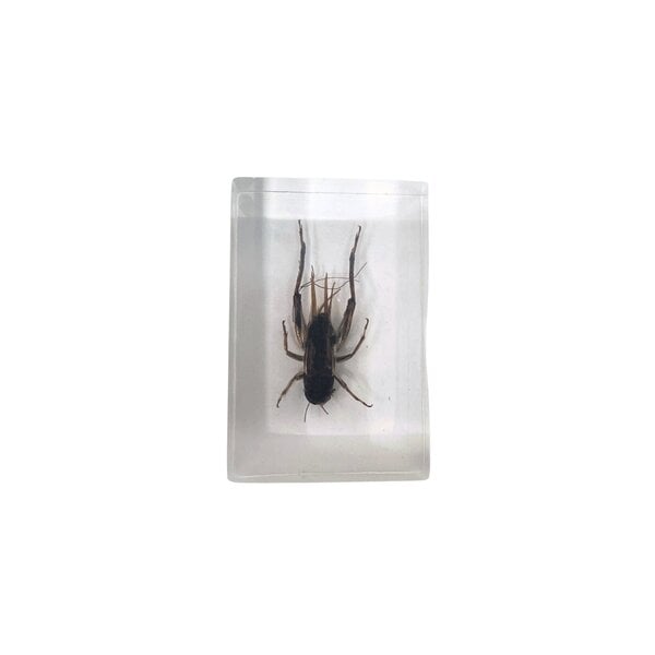 Cricket in resin