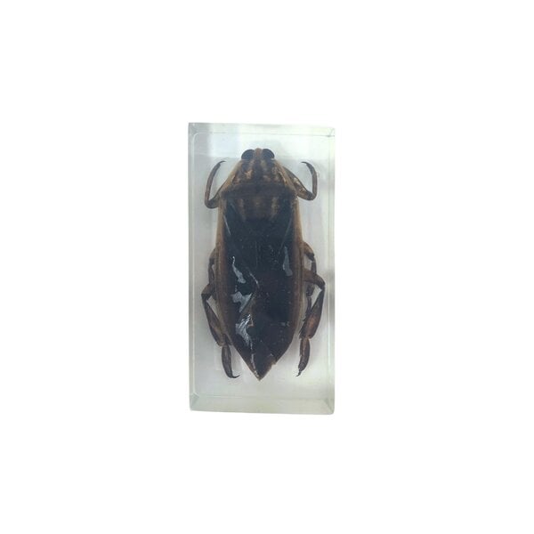 Giant water bug in resin