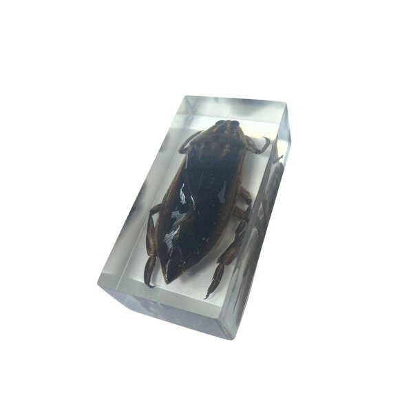 Reuzenwaterwants in hars