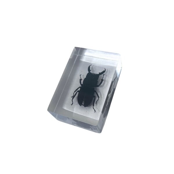 Black beetle in resin