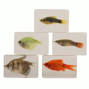 Fish in resin
