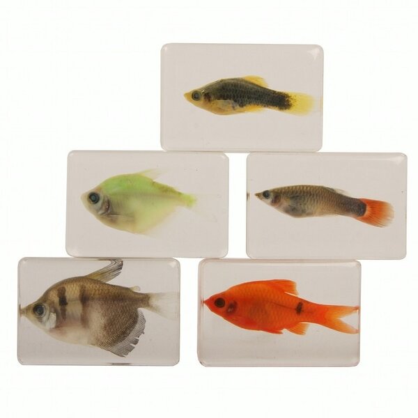 Fish in resin