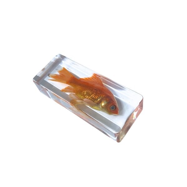 Goldfish in resin