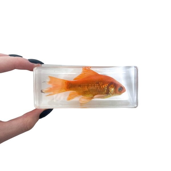 Goldfish in resin